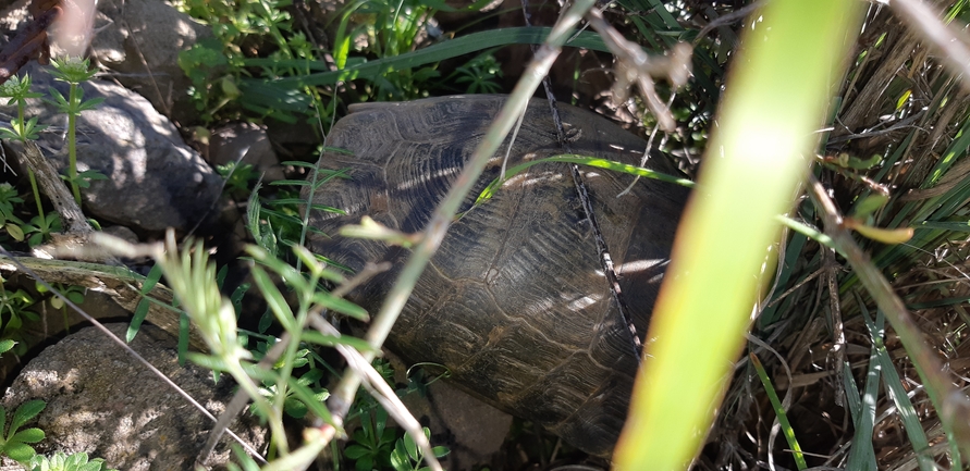 Testudo graeca  photographed by עידו שקד 