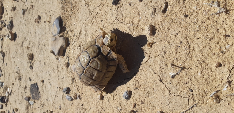 Testudo kleinmanni  photographed by איתי נוה 