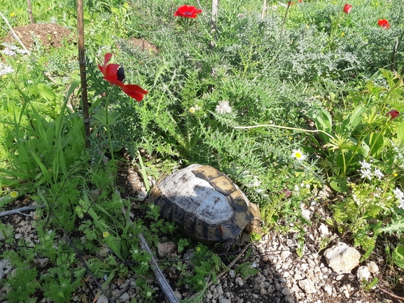 Testudo graeca  photographed by ליאל אלישע 