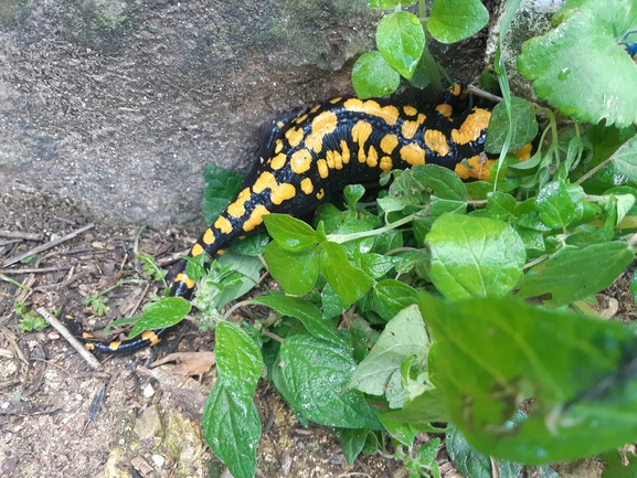 Salamandra infraimmaculata  photographed by שי קורן 