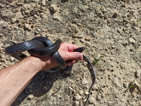 Dolichophis jugularis  photographed by בעז שחם 