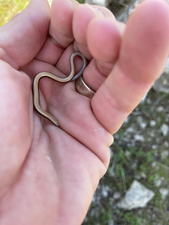 Ophiomorus latastii  photographed by אביעד בר 