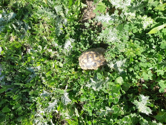 Testudo graeca  photographed by רמי יוספי 