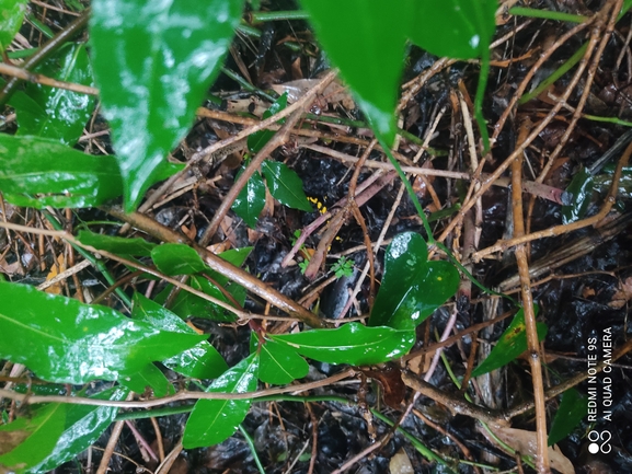 Salamandra infraimmaculata  photographed by רמדאן עיסא 