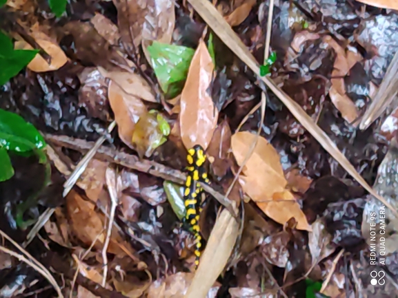 Salamandra infraimmaculata  photographed by רמדאן עיסא 