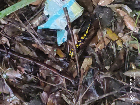 Salamandra infraimmaculata  photographed by רמדאן עיסא 