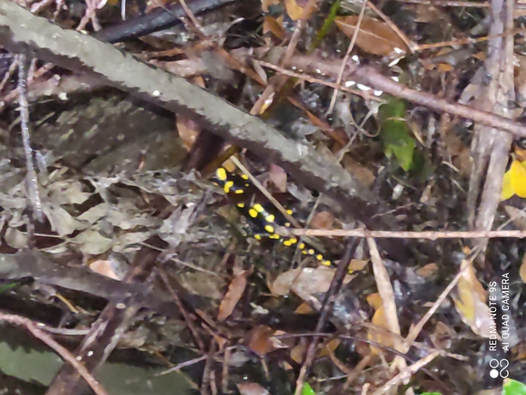 Salamandra infraimmaculata  photographed by רמדאן עיסא 