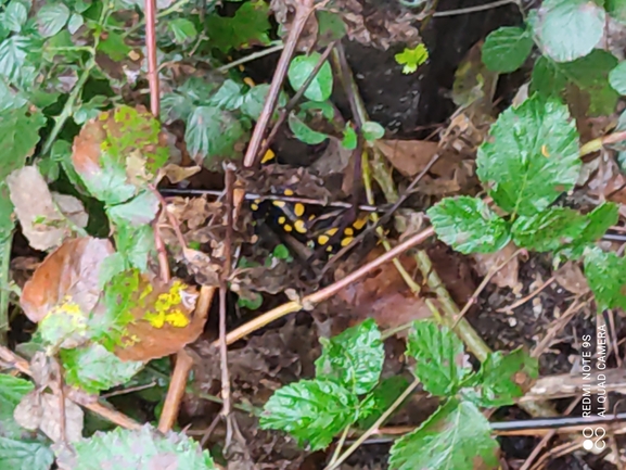 Salamandra infraimmaculata  photographed by רמדאן עיסא 