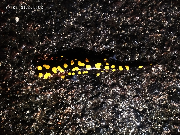 Salamandra infraimmaculata  photographed by עופר אבל 