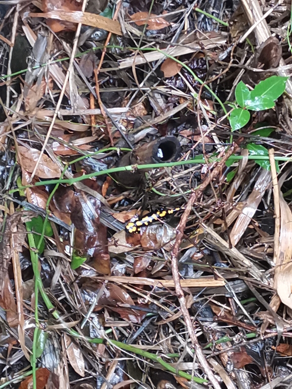 Salamandra infraimmaculata  photographed by צוות תל דן 