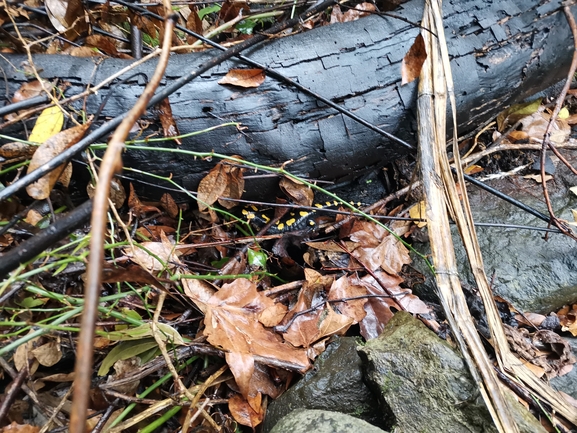 Salamandra infraimmaculata  photographed by צוות תל דן 