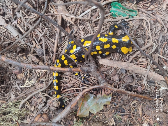 Salamandra infraimmaculata  photographed by רמדאן עיסא 