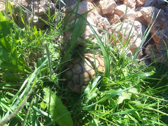 Testudo graeca  photographed by אבישי בראון 