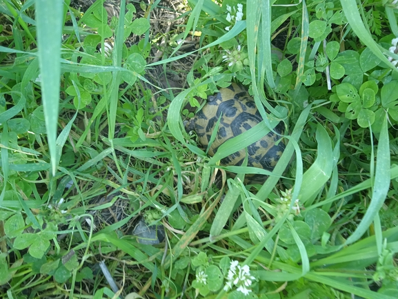 Testudo graeca  photographed by אפי יפתח 