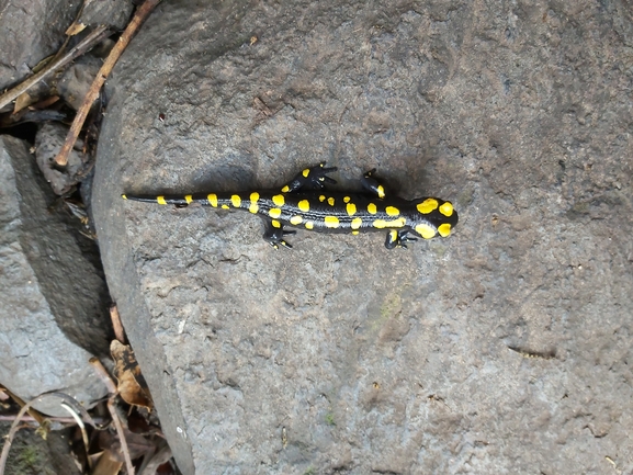 Salamandra infraimmaculata  photographed by ג'לאא בשארה 