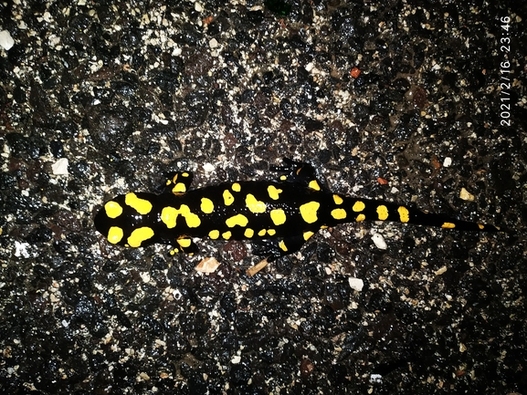 Salamandra infraimmaculata  photographed by עופר אבל 