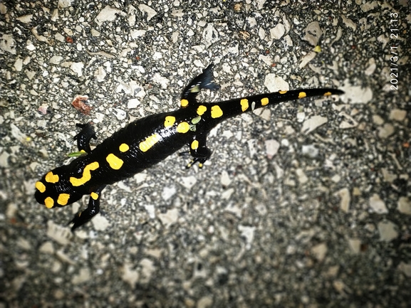 Salamandra infraimmaculata  photographed by עופר אבל 