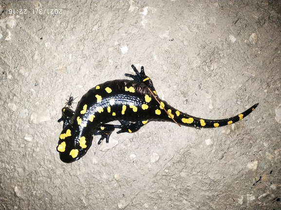 Salamandra infraimmaculata  photographed by עופר אבל 