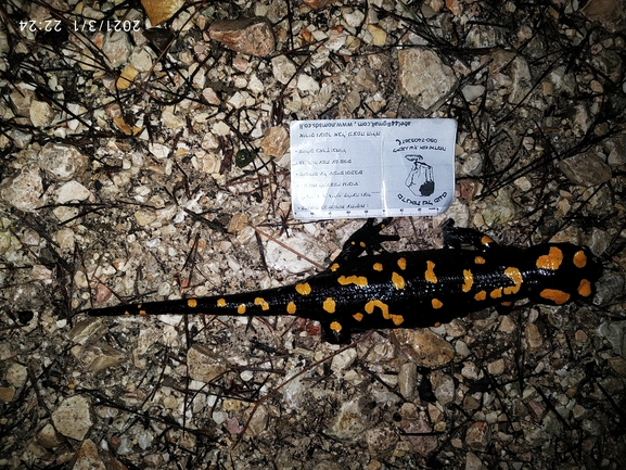 Salamandra infraimmaculata  photographed by עופר אבל 