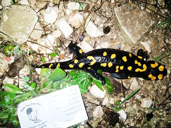 Salamandra infraimmaculata  photographed by עופר אבל 