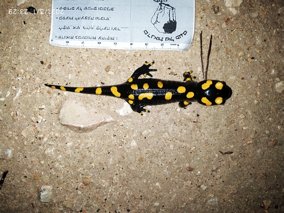 Salamandra infraimmaculata  photographed by עופר אבל 