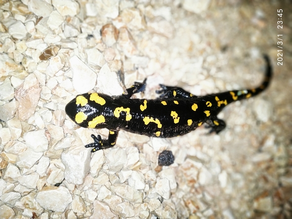 Salamandra infraimmaculata  photographed by עופר אבל 