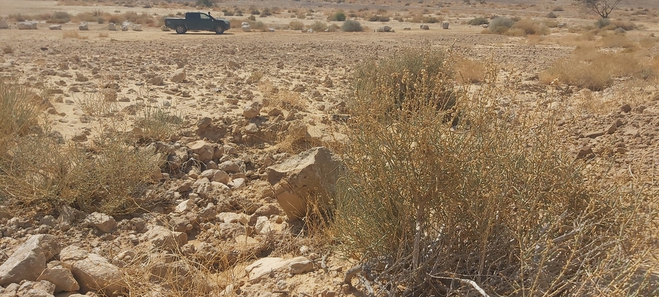 Dabb Lizard  photographed by אברהם לינקולן 