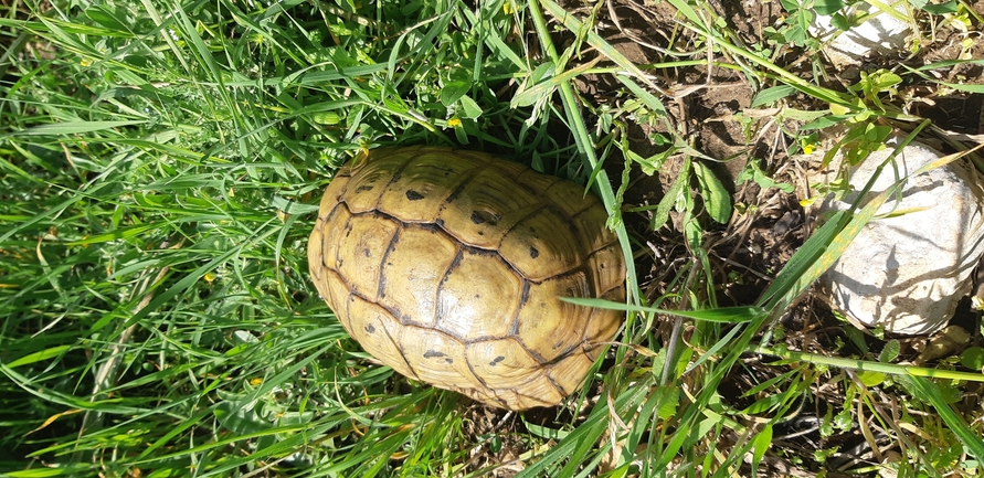 Testudo graeca  photographed by ליעד כהן 