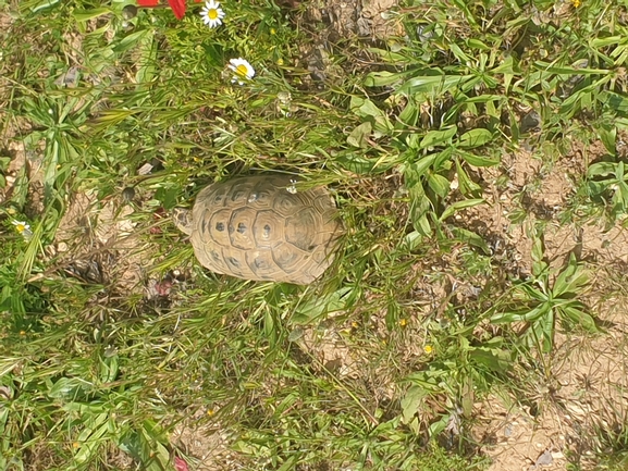 Testudo graeca  photographed by נדב בן יאיר 