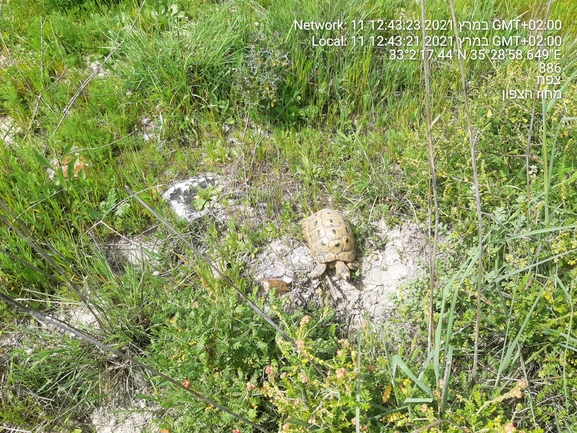 Testudo graeca  photographed by הדס כהנר 