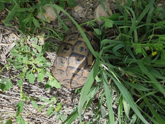 Testudo graeca  photographed by יעקב קזס 