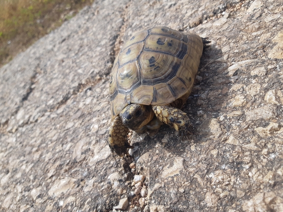 Testudo graeca  photographed by אור מילשטיין 