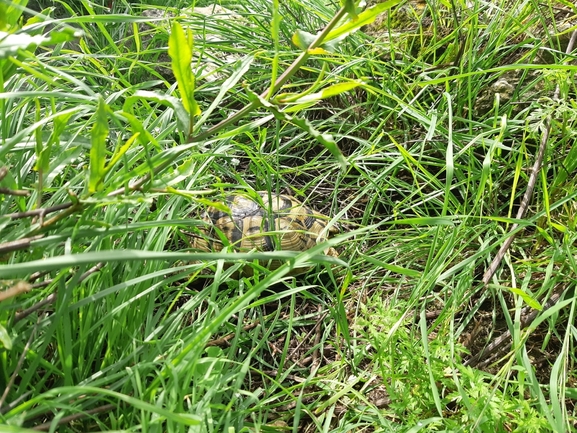 Testudo graeca  photographed by רמי יוספי 