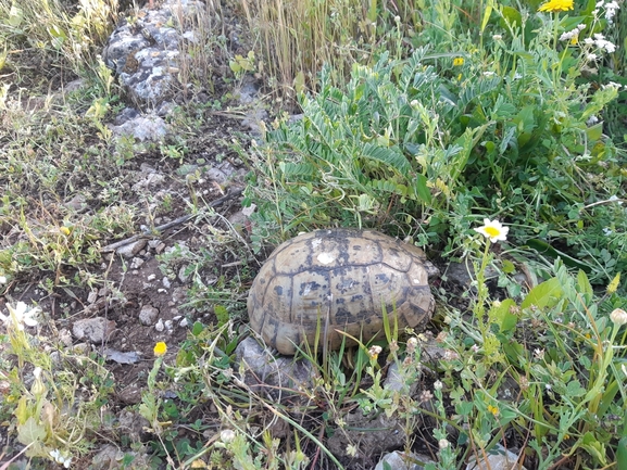 Testudo graeca  photographed by רמי יוספי 