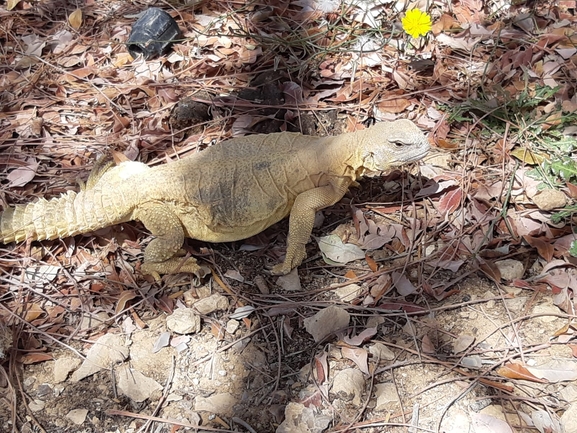 Dabb Lizard  photographed by חמי ברקן מושב פארן 