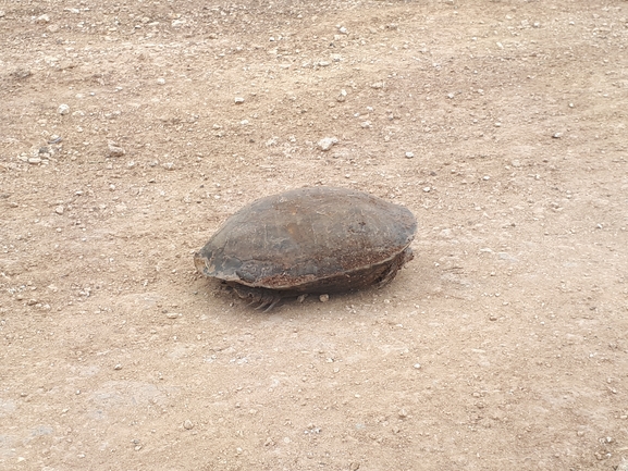 Mauremys caspica rivulata  photographed by לירז כברה 