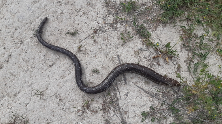 Ophisaurus apodus  photographed by אריאל קדם 