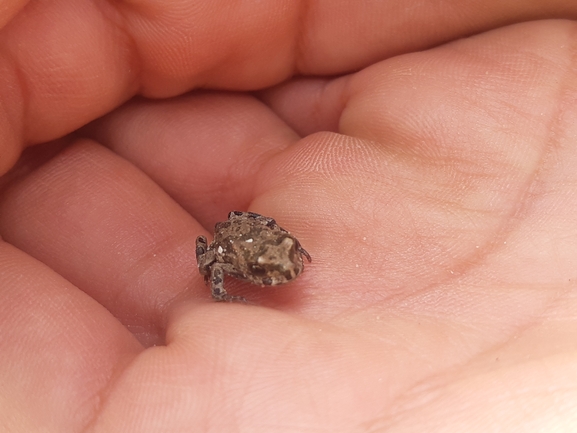 Bufo viridis  photographed by סיון מרדוק 