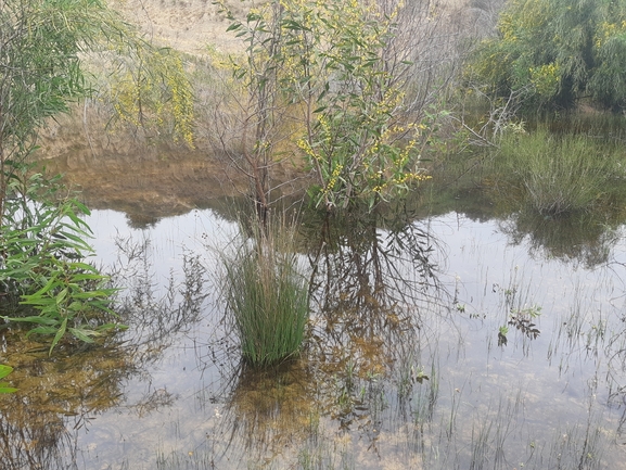 קרפדה ירוקה  צולם על ידי סיון מרדוק 