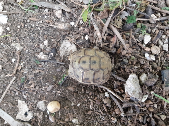 Testudo graeca  photographed by אלון פן 