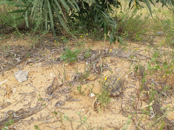 Testudo graeca  photographed by סיון מרדוק 