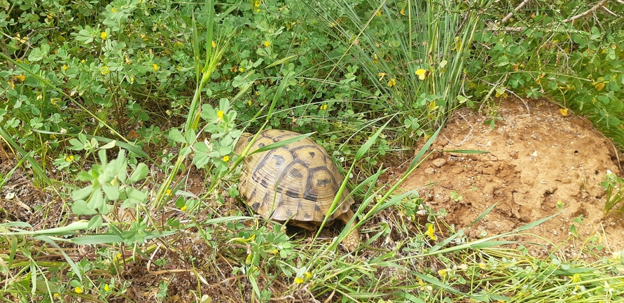 Testudo graeca  photographed by ליעד כהן 