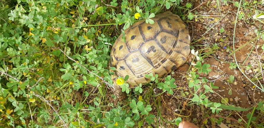 Testudo graeca  photographed by ליעד כהן 