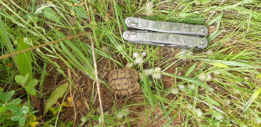 Testudo graeca  photographed by ליעד כהן 