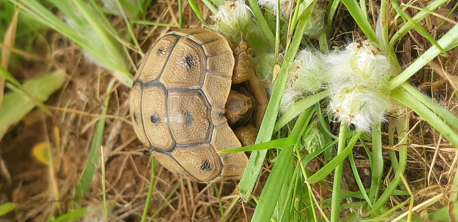 Testudo graeca  photographed by ליעד כהן 