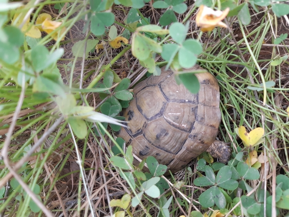 Testudo graeca  photographed by אלון פן 