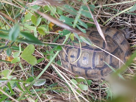 Testudo graeca  photographed by אלון פן 