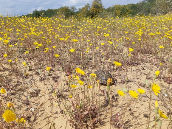 צב-יבשה מצוי  צולם על ידי סיון מרדוק 