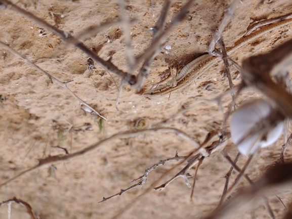 מדברית פסים  צולם על ידי דר בן-נתן 