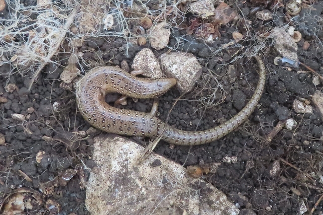 Chalcides ocellatus  photographed by עמית מנדלסון 